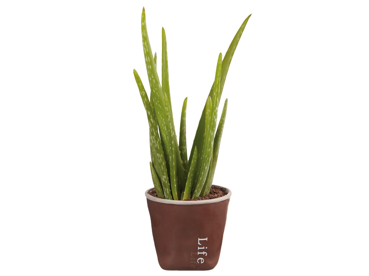 Aloe vera plant in a brown 'Life' pot.