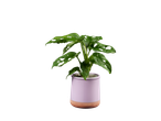 Planta Monstera em um vaso lilás.