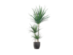 Uma planta Dracaena marginata em um vaso escuro.