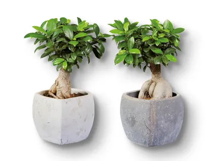 Ficus Ginseng in Viereck-Keramik