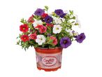 Potted calibrachoa flowers in red, white, and purple, with a decorative pot label.