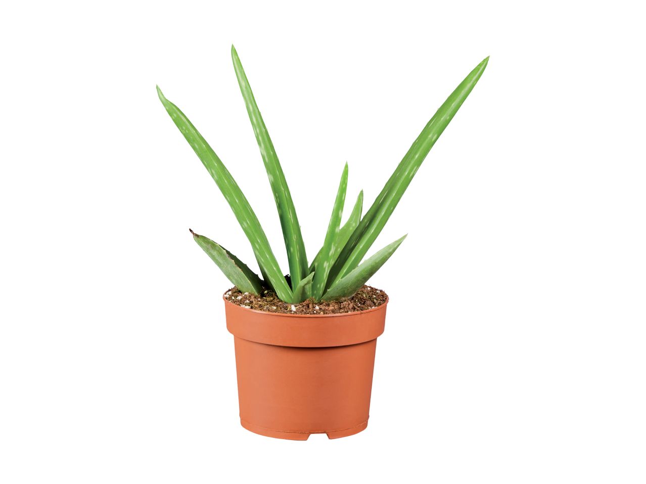 En lille aloe vera plante i en terracotta potte.