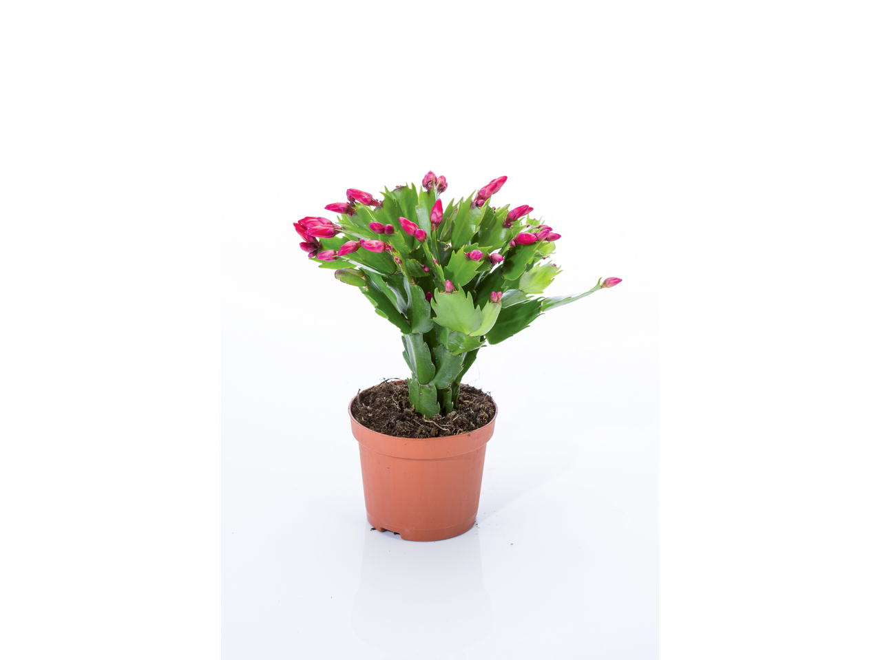 Christmas Cactus with vibrant pink buds in a brown pot on a white background.