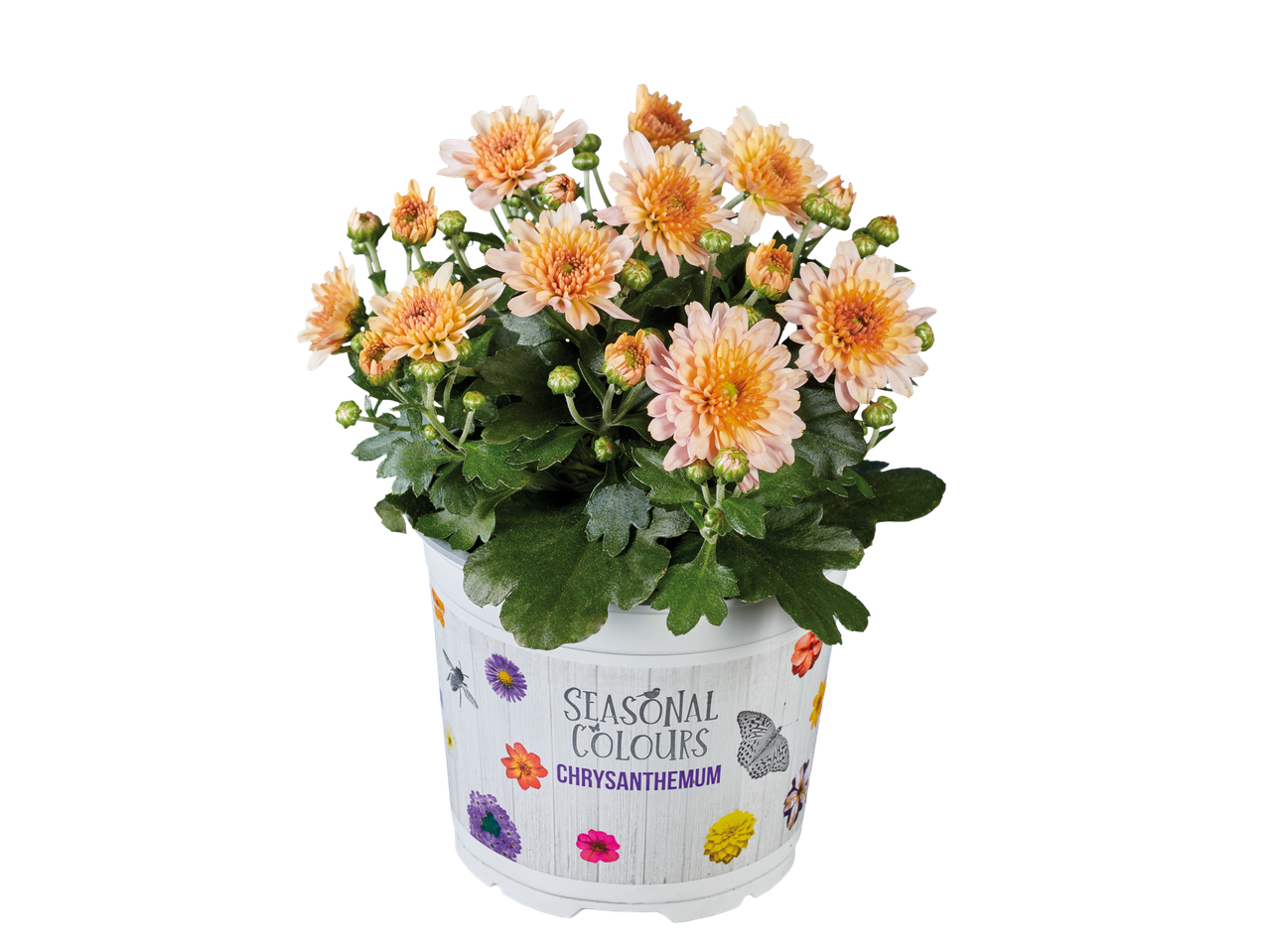 Chrysant 'Seasonal Colours' in decoratieve pot.