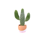 Cactus dans un pot moderne et coloré.