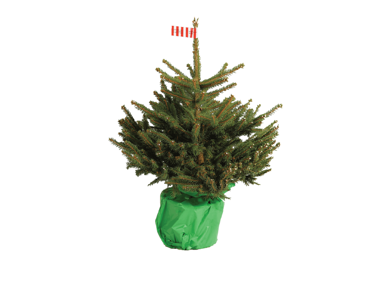 Maža kalėdinė eglutė su raudona ir balta juostele, žaliame vazone