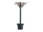 Potted tree with wrapped trunk