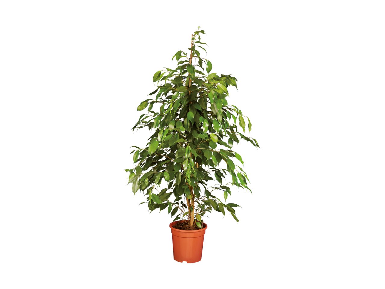 Large Houseplants