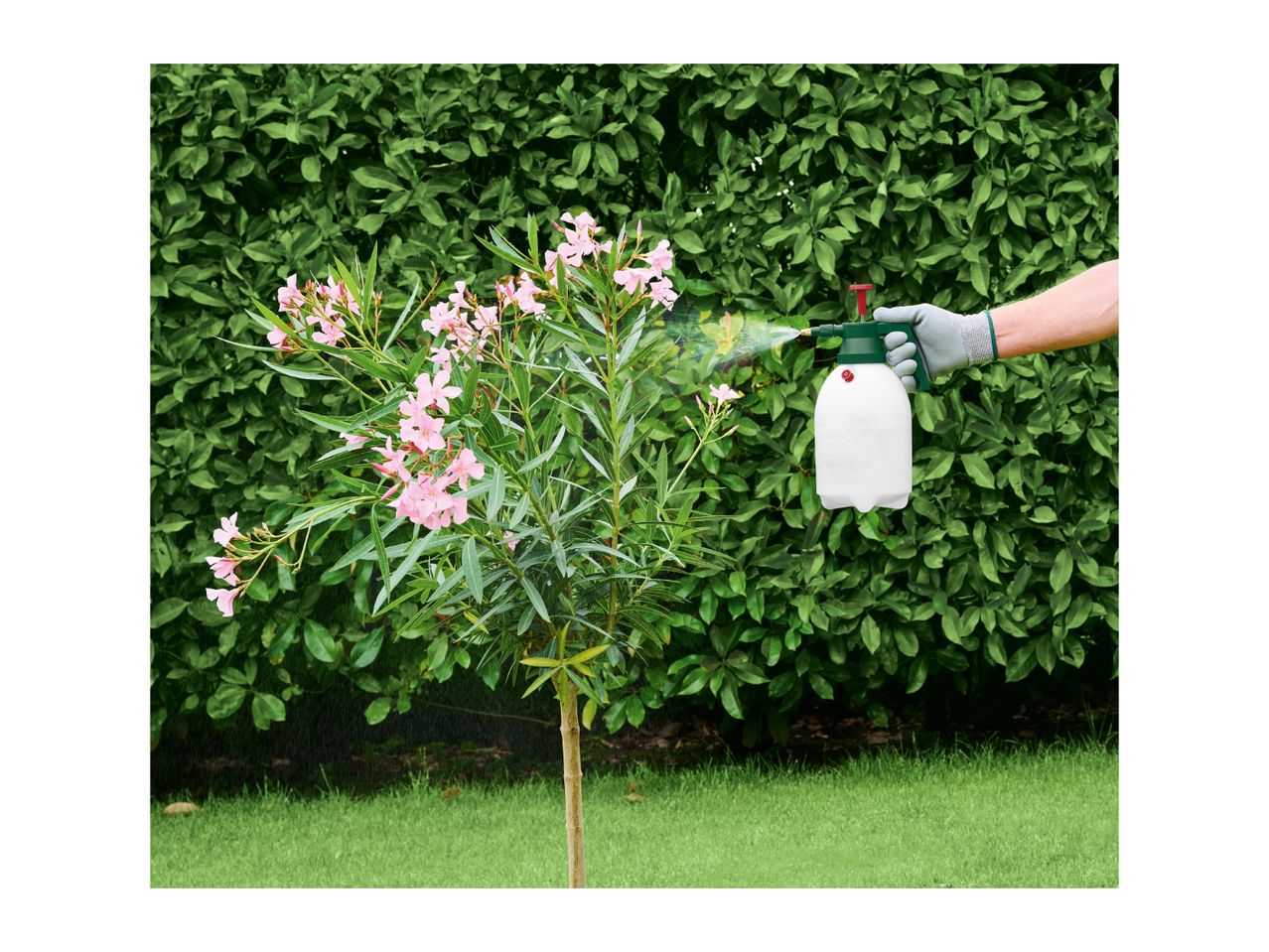 A person wearing gardening gloves sprays a flowering plant with a garden sprayer.