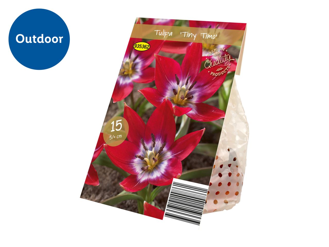 A package of 'Tiny Timo' tulip bulbs for outdoor planting.