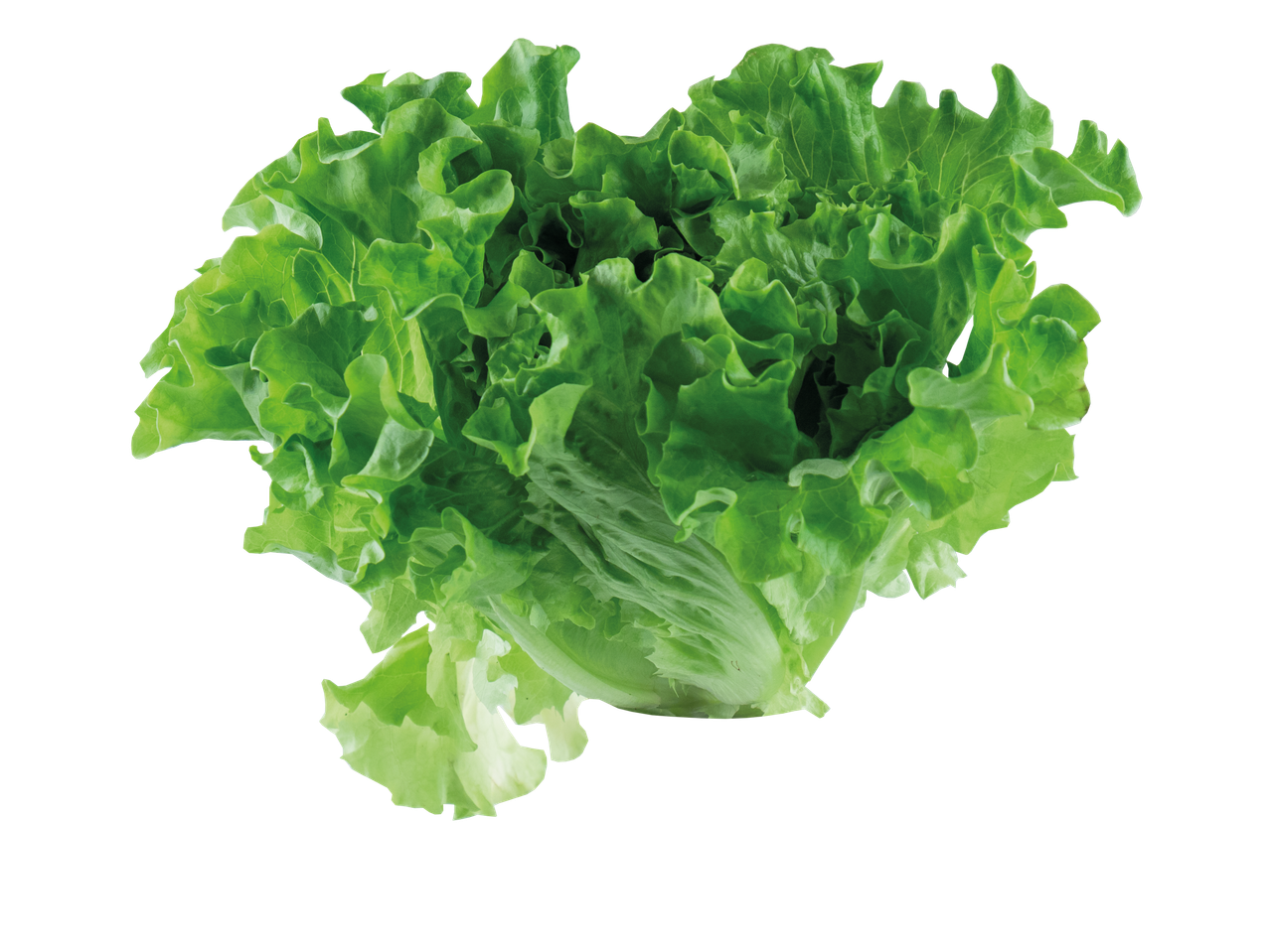 Švieži žali salotų lapai.