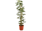 Large potted houseplant with green leaves and bamboo stakes