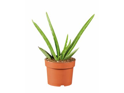 Aloe Vera*
