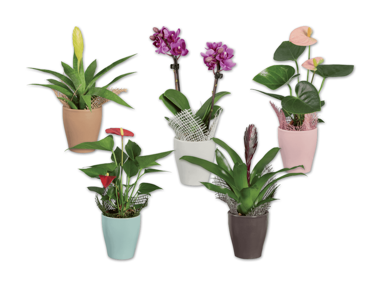 Sechs verschiedene Topfpflanzen, darunter Orchideen, Anthurien und Bromelien, auf schwarzem Hintergrund.