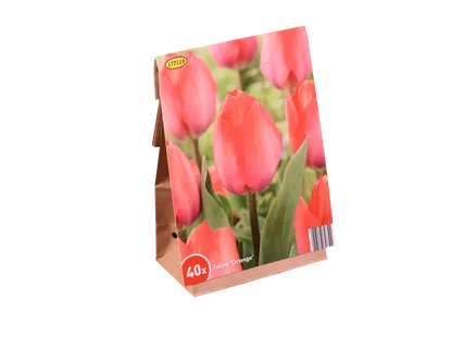 Bulbes de tulipes