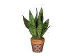 Talavera Houseplant in a decorative pot with green snake plant leaves