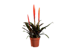 Bromélia com flores vermelhas em vaso de terracota.