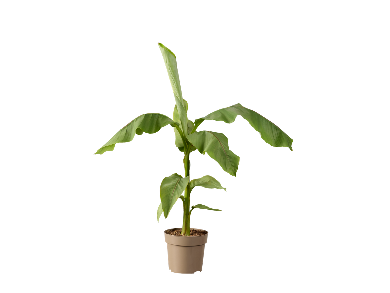 Een kleine bananenplant in pot tegen een zwarte achtergrond.