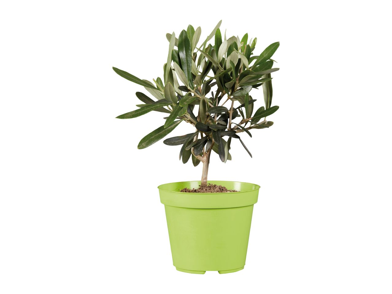 Small olive tree in a light green pot, isolated on a white background.