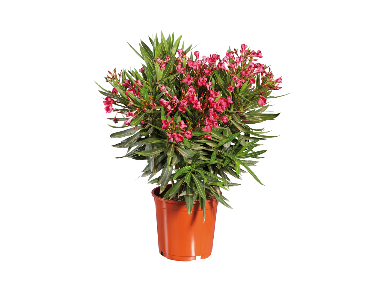 Un grand laurier-rose en pot avec des fleurs roses.