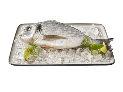 FISHER’S CHOICE ASC Dorade Royal