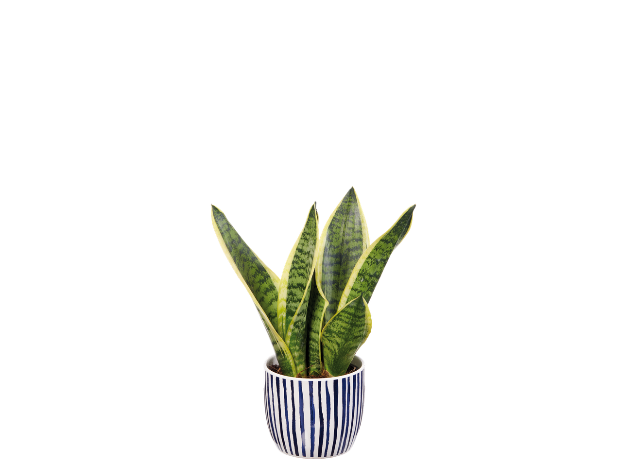 Snake plant in a blue and white striped ceramic pot.