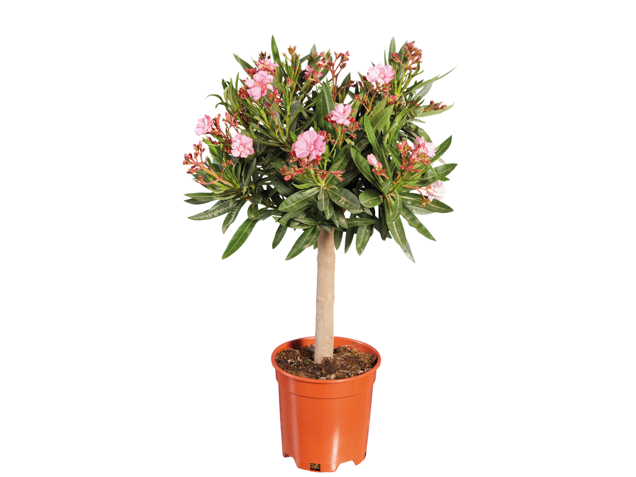Oleander boompje in pot met roze bloemen