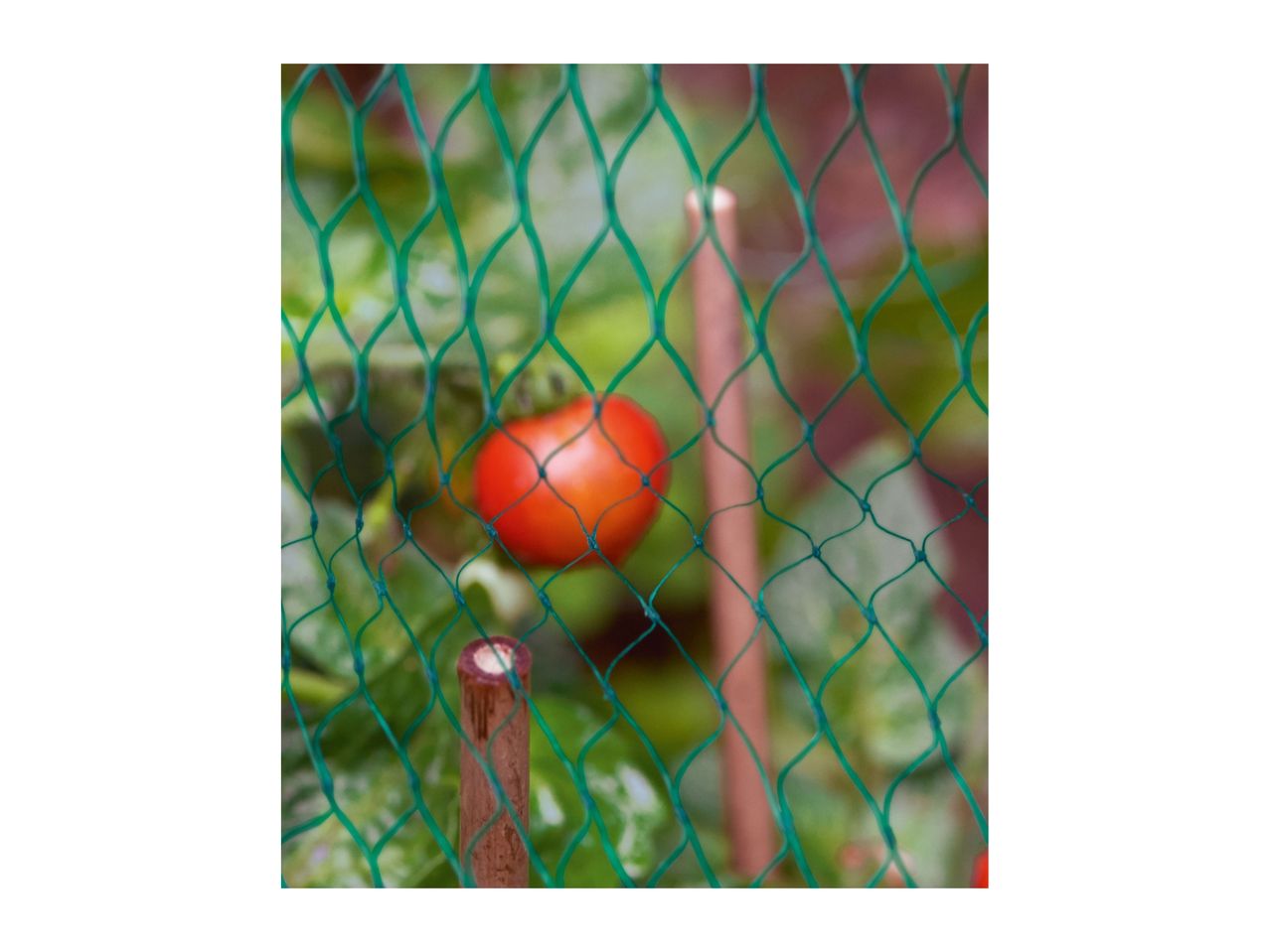 Go to full screen view: Parkside Growing Accessories Assortment - Image 5