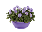 Pansies in a purple pot.