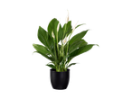 Peace lily plant with white flowers in a black pot.