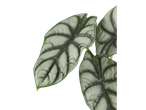 Folhas verdes e prateadas de uma planta Alocasia.