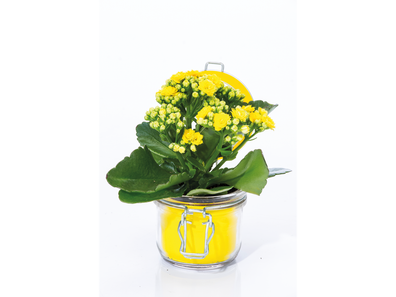 Un Kalanchoe galben într-un borcan de sticlă galben.