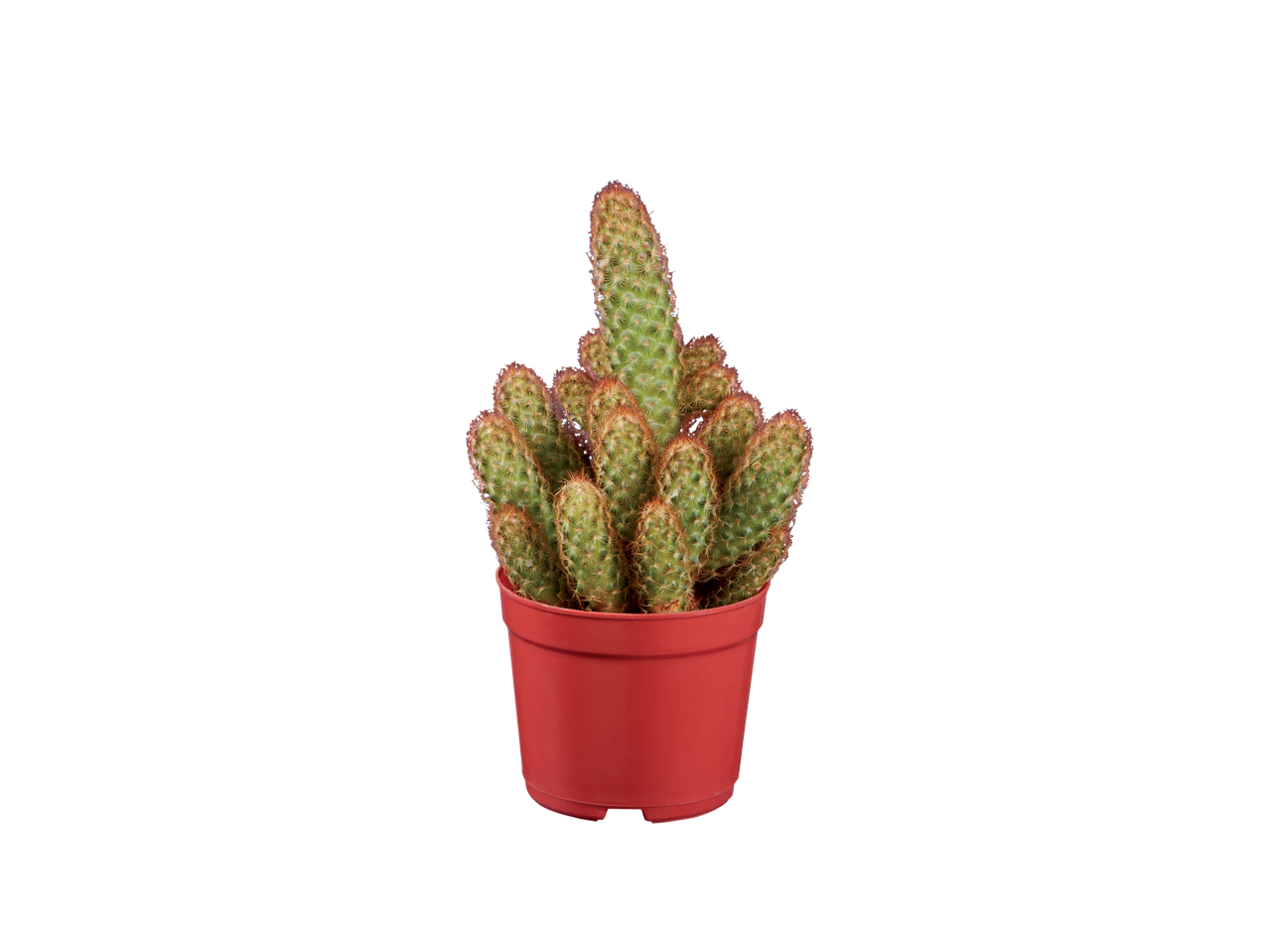 Cactus in pot.