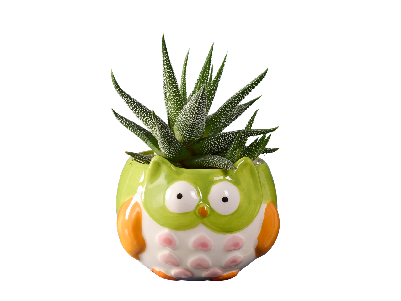 Een Haworthia succulent in een schattige uilvormige pot.
