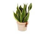 Sansevieria v pletenem loncu z usnjenim ročajem.