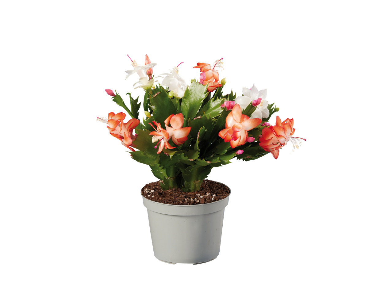 Cvetajući božićni kaktus u saksiji sa belim i narandžastim cvetovima.