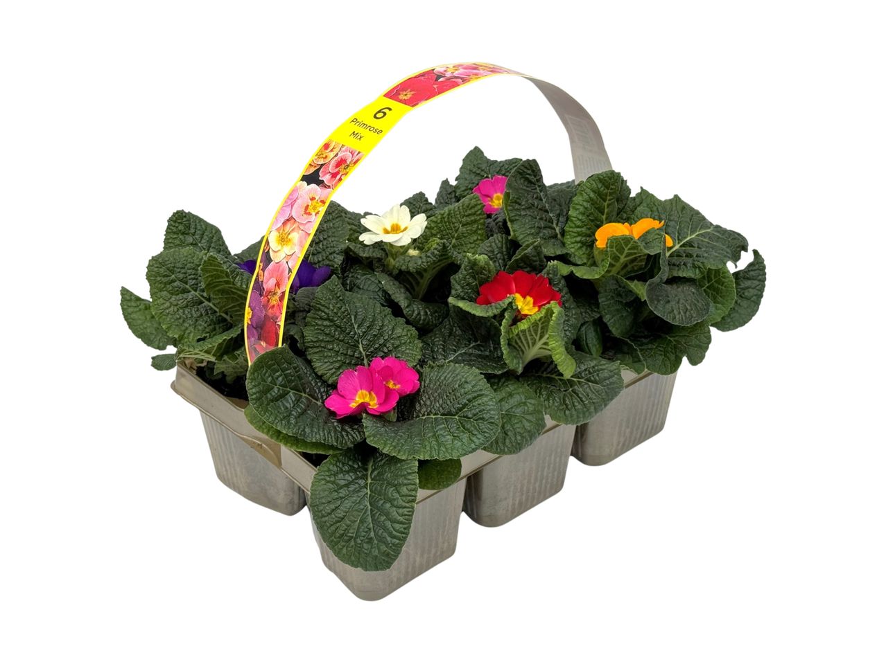 Go to full screen view: Primroses - Image 1