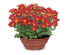 Een pot met rode en oranje chrysantenbloemen op een zwarte achtergrond.