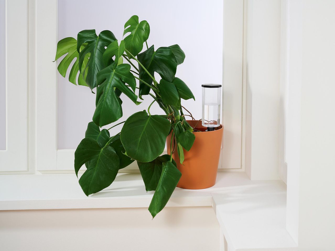 Egy fehér pettyes monstera növény barna cserépben egy ablakpárkányon.