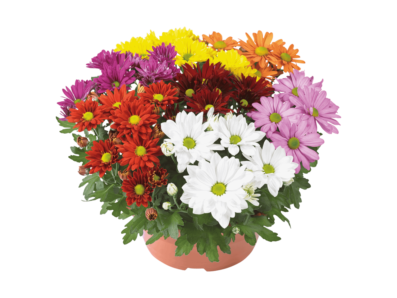 Un pot de fleurs multicolores avec des chrysanthèmes blancs, rouges, roses, jaunes et oranges.