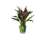Paarse Calla in pot.