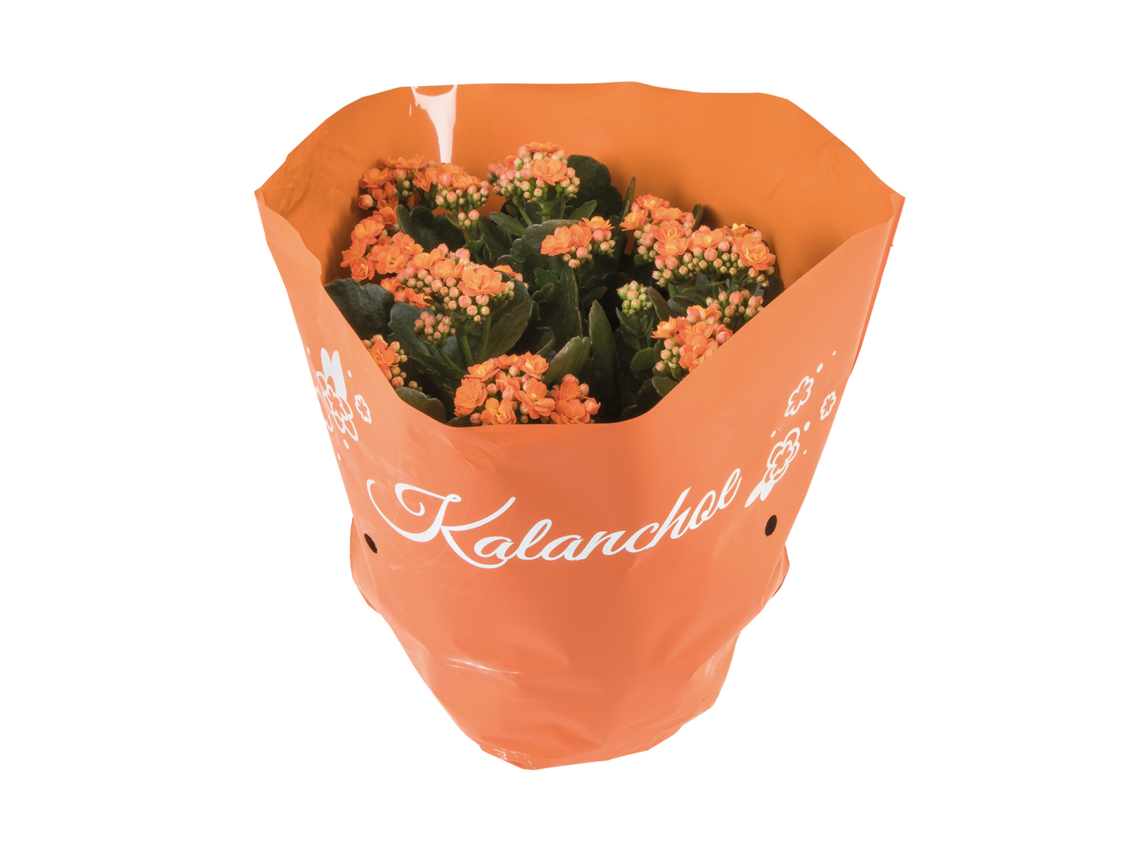 Plantă Kalanchoe portocalie într-o pungă de plastic portocalie.