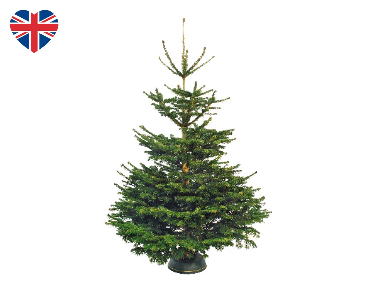 Go to full screen view: Large Nordmann Fir Non-Drop Christmas Tree - Image 1