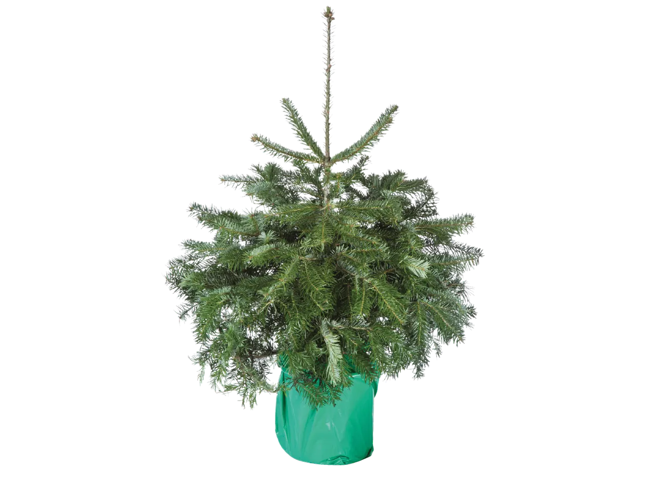 Kalėdų eglutė su žaliu maišu, paruošta transportavimui.