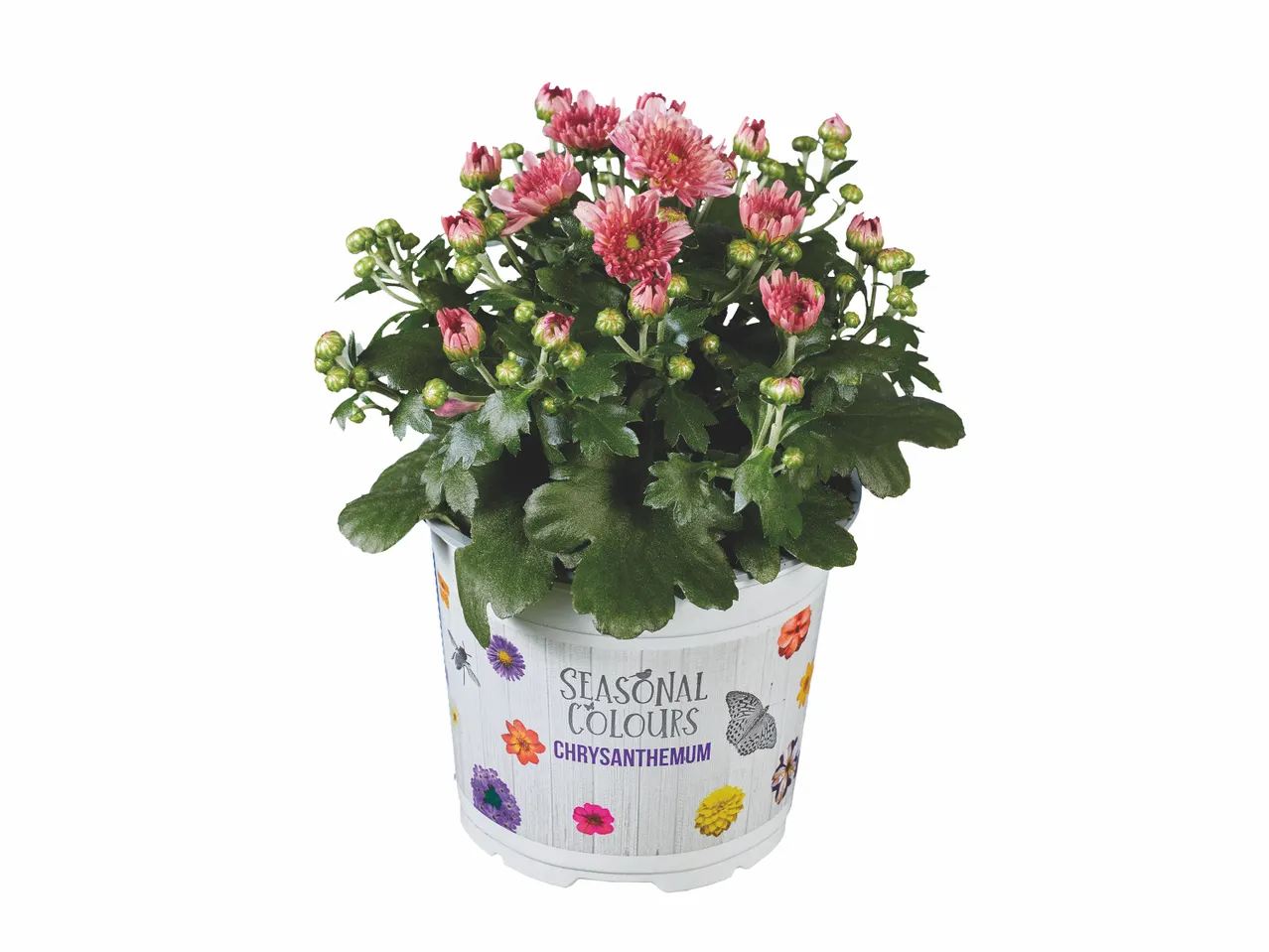 Chrysanthème multifleur