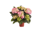 Roze en groene hortensia's in een pot.