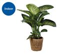 Indoor Dieffenbachia plant in a woven basket pot.