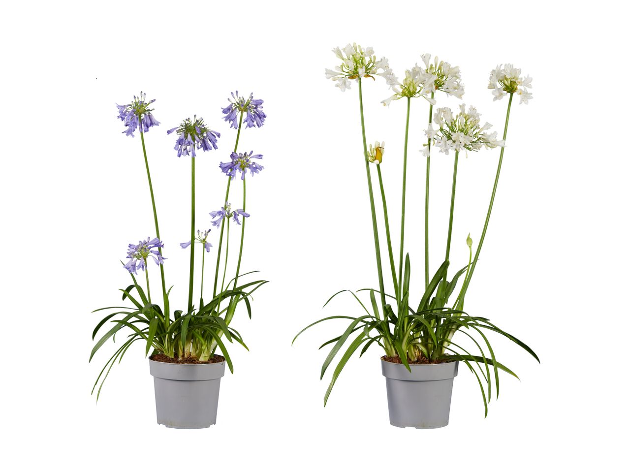 To potteplanter med lilla og hvide blomster på hvide baggrund.
