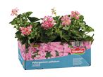 Seks lyserøde pelargonier i en papkasse med teksten 'Pelargonium peltatum OUTDOOR'.