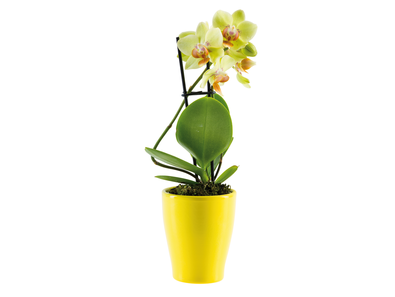 Orhidee Phalaenopsis galbenă într-un ghiveci galben.